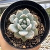 Echeveria monroe