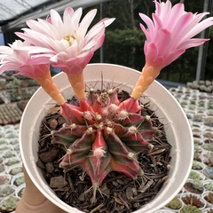 Gymnocalycium mihanovichii variegata - comprar online