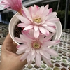 Gymnocalycium mihanovichii variegata