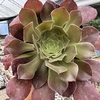 Aeonium arboreum matriz