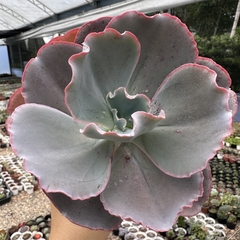 Echeveria gibbiflora monalisa