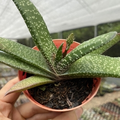 Gasteria carinata var. verrucosa - comprar online