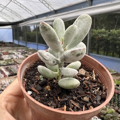 Cotyledon orbiculata oophylla - comprar online