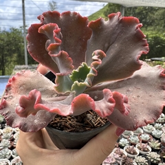 Echeveria gibbiflora híbrida gladis cuevas (carúnculas) - comprar online