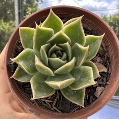 Echeveria marks