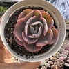 Echeveria beyonce rainbow