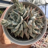 Echeveria cuspidata zaragozae pink