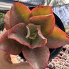 Echeveria gibbiflora aquarius red