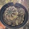 Notocactus ottonis