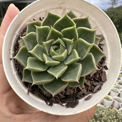 Echeveria thunder rose