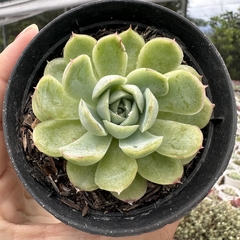 Echeveria strawberry ice