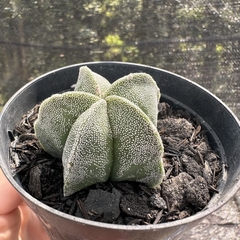 Astrophytum myriostigma pentacostatum - comprar online