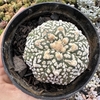 Astrophytum asterias super kabuto v type 01