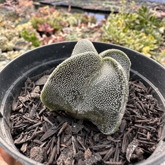 Astrophytum myriostigma quadricostatum - comprar online