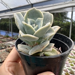 Graptoveria lovely rose - comprar online