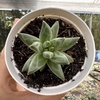 Pachyphytum compactum red tips