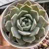 Echeveria ice soul