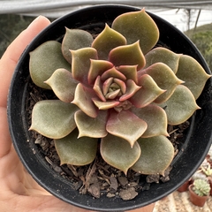 Echeveria vampire red ball (mont)