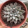 Echeveria híbrida winds of change