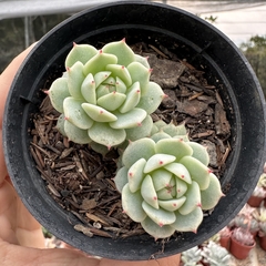 Echeveria derenbergii