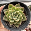 Echeveria agavoides gilva red