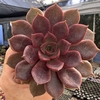 Echeveria mina rubra