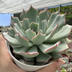 Echeveria strictiflora nova - comprar online