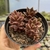 Lenopetalum chocolate and strawberries variegata - comprar online