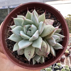 Echeveria colorata lindsayana