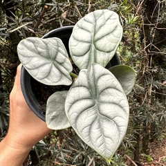 Alocasia silver dragon - comprar online