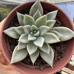 Echeveria lycan