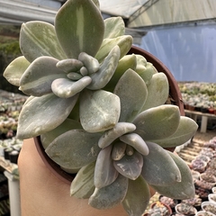 Echeveria lavander variegata monstruosa