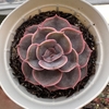 Echeveria orion x painted