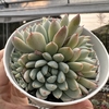 Echeveria white line