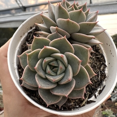 Echeveria marpin - comprar online