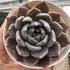 Echeveria belle