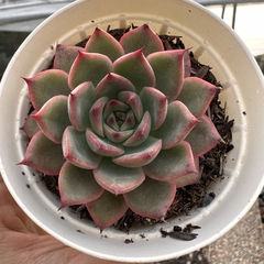 Echeveria vertix rubrae - comprar online