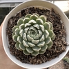 Echeveria mexican x minima