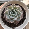 Echeveria lauii x silhouette