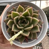 Echeveria marks