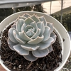 Echeveria canadian