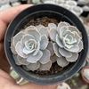 Echeveria runyonii san carlos