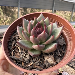 Echeveria agavoides Bloody Mary
