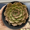 Echeveria brown rose