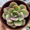 Echeveria goiabinha