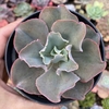 Echeveria gibbiflora aquarius