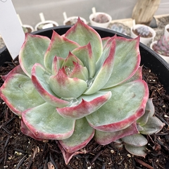 Echeveria agavoides casio variegata - Greenhouse Suculentas