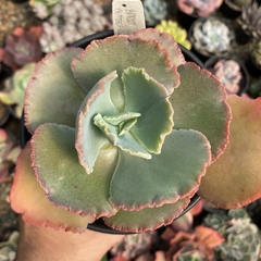 Echeveria gibbiflora Harry Butterfield