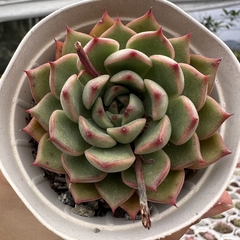 Echeveria treasure