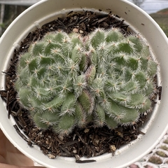 Echeveria setosa ciliata